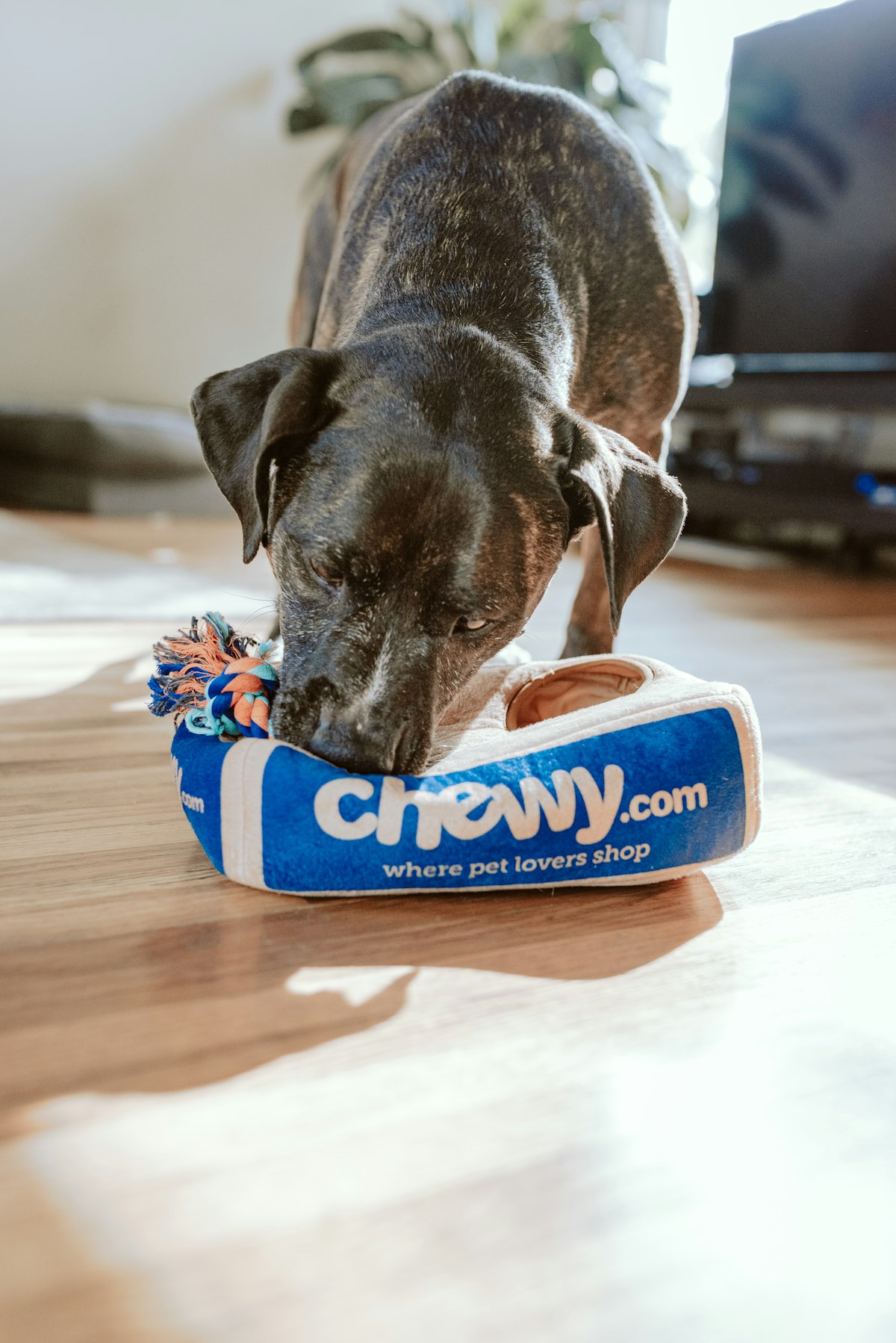Why Every Lost-Pet Collar Should Have a QR Code (And How to Make One in 2 Minutes)